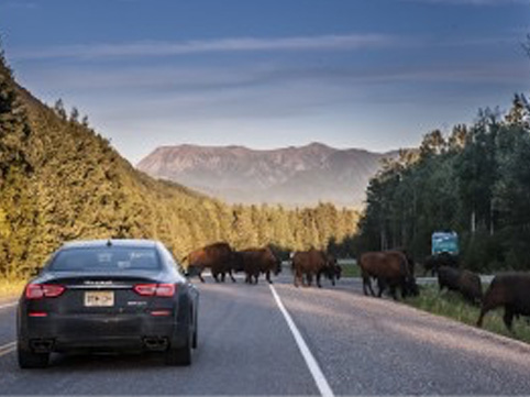 British_Columbia_bisonti